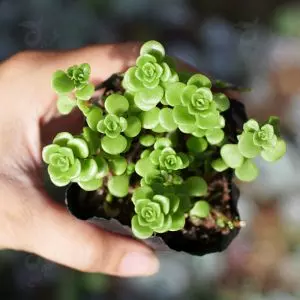 Sen Đá Sedum Đồng Tiền